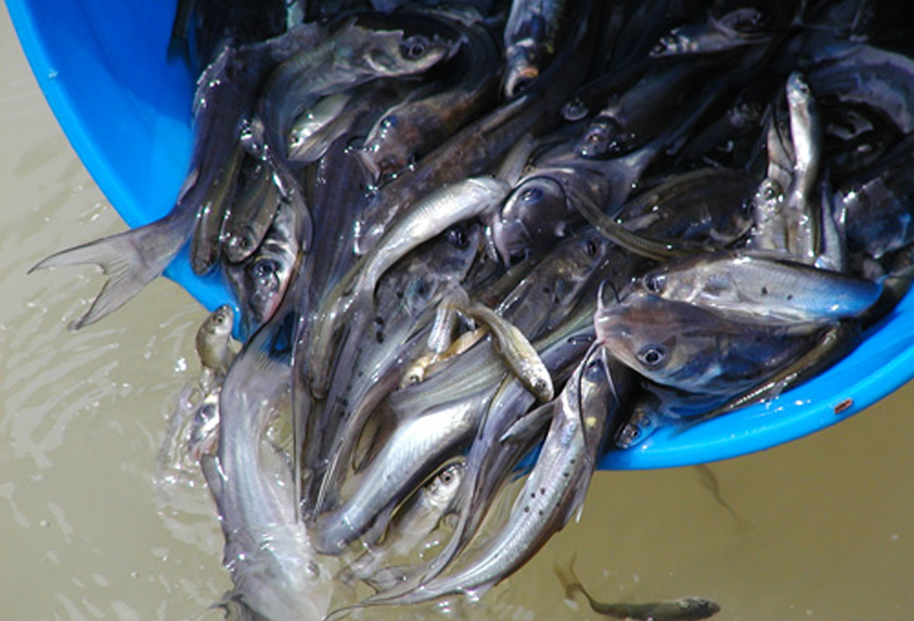 Fishing
