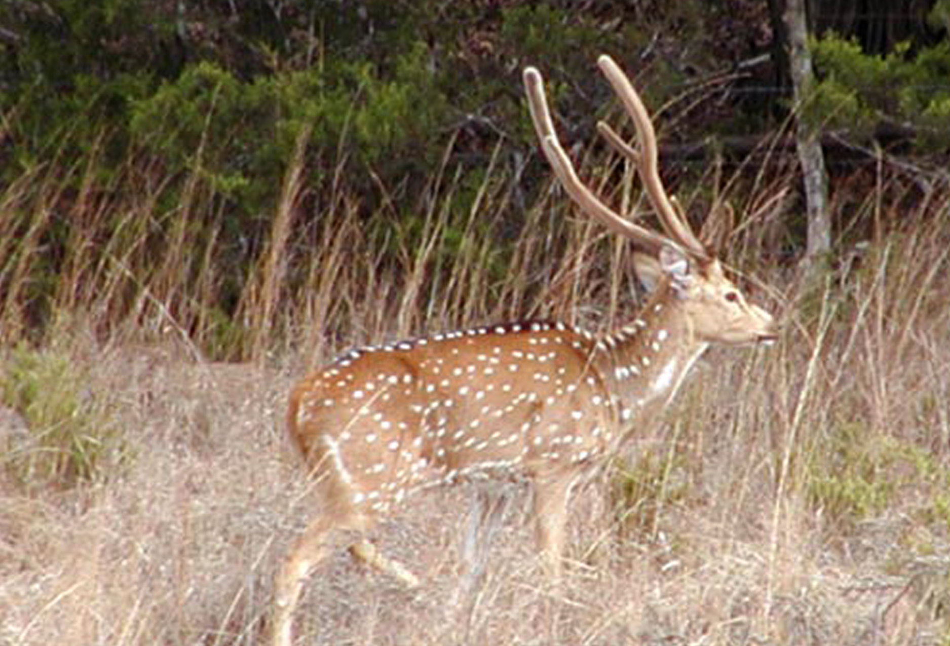 Hunting
