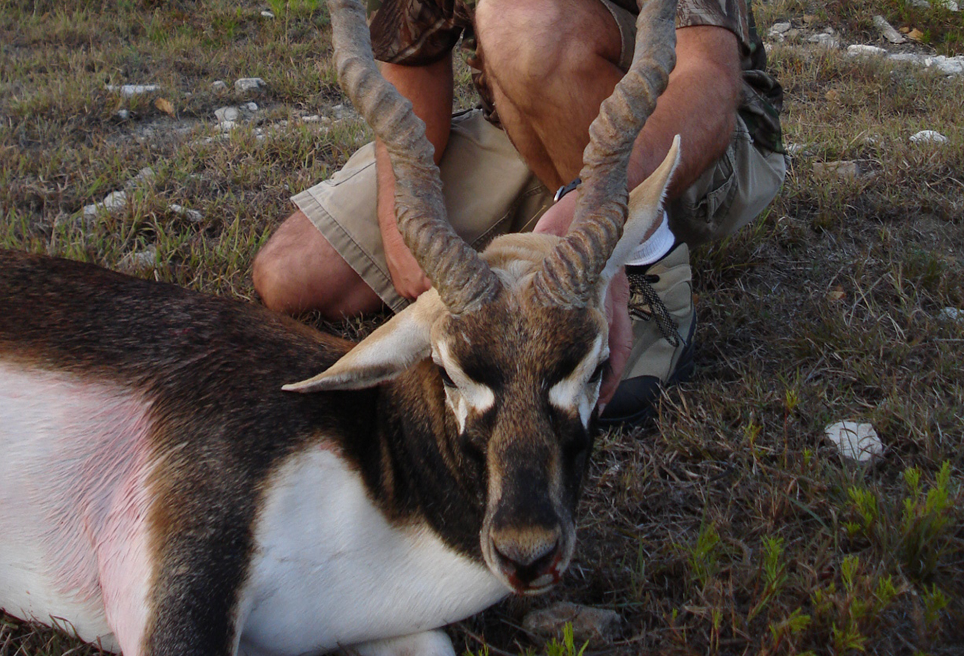 Hunting