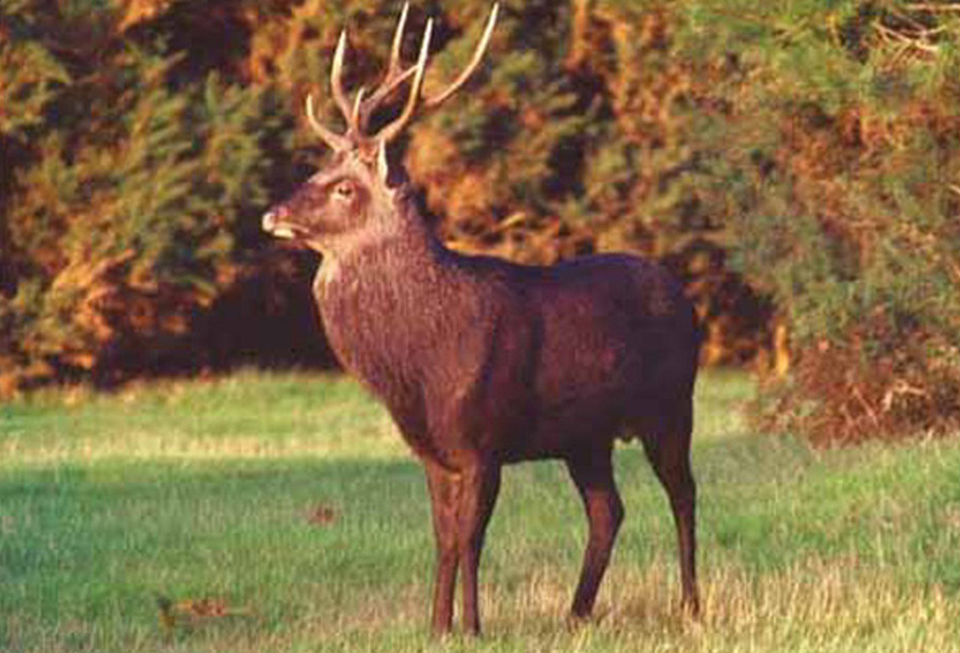 Hunting