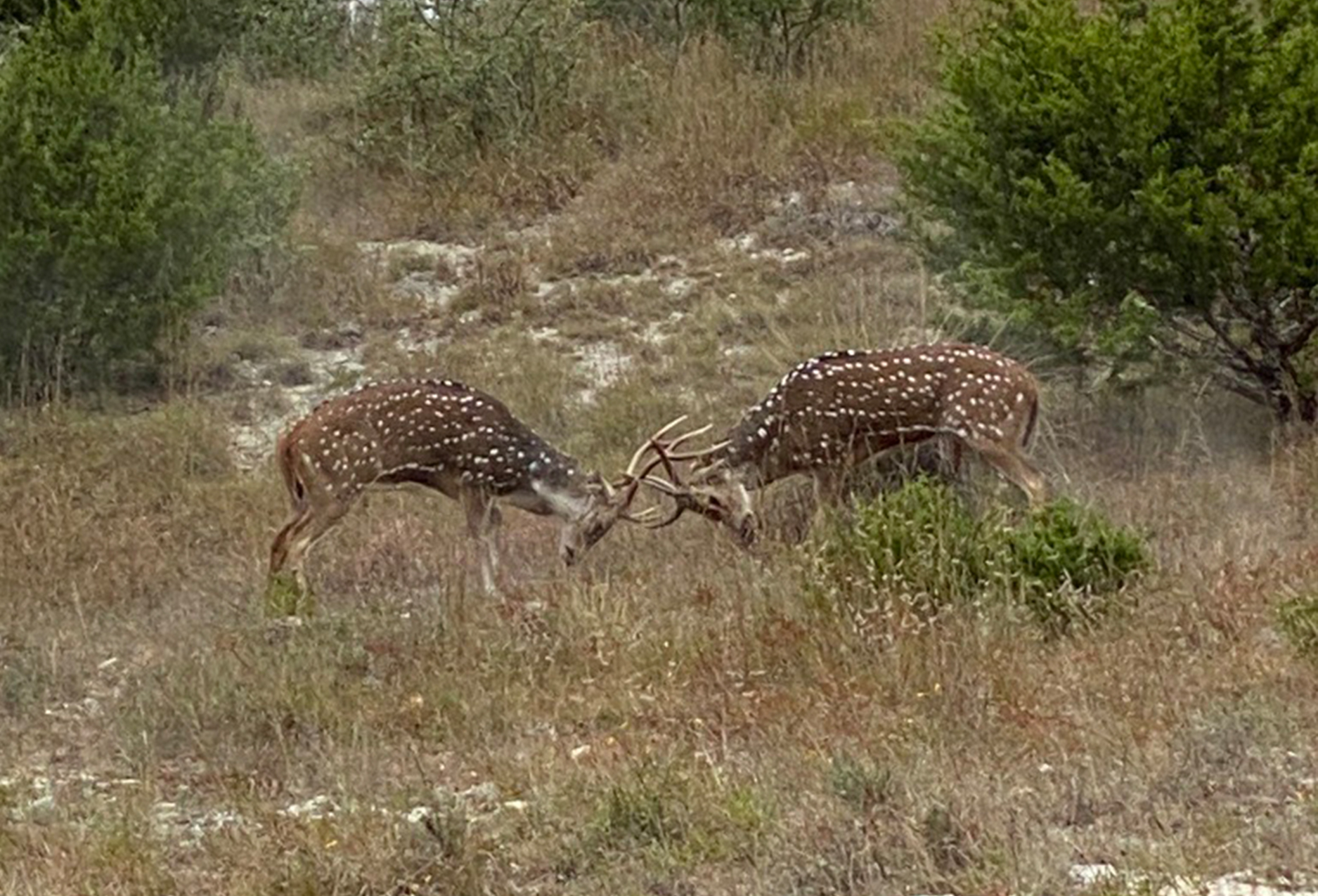 Hunting